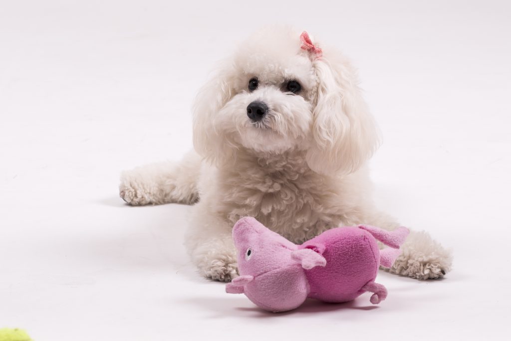 Toy breed poodle are a small hypoallergenic dogs