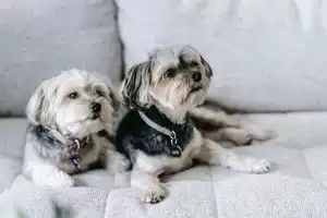 Cute-Small-Dogs