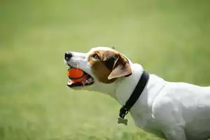 Puppy-training