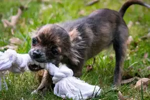 Small-dog-accessories
