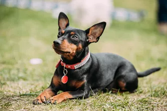 Best Small Dog Breed