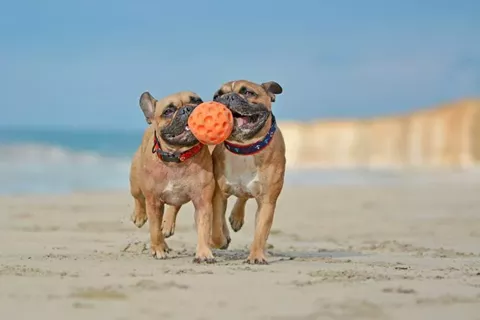 Mind-stimulation-for-dogs
