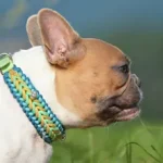 Small dogs benefit from a good fitted collar so check out the range of the best dog collars Australia has available