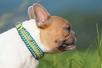 Small dogs benefit from a good fitted collar so check out the range of the best dog collars Australia has available