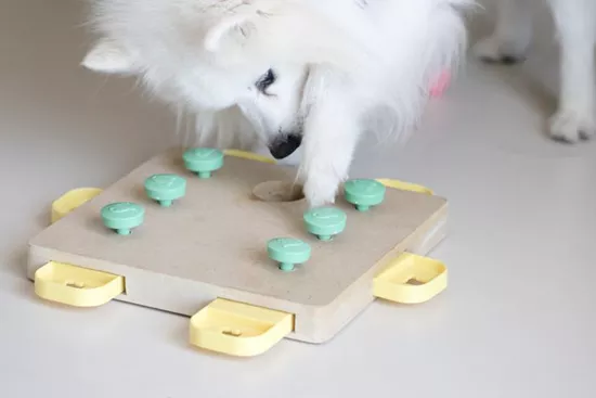 Small-dog-mental-stimulation