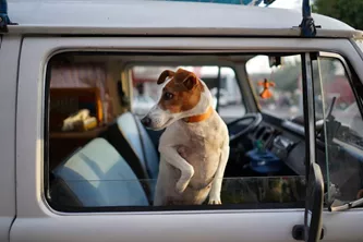Traveling-with-dogs