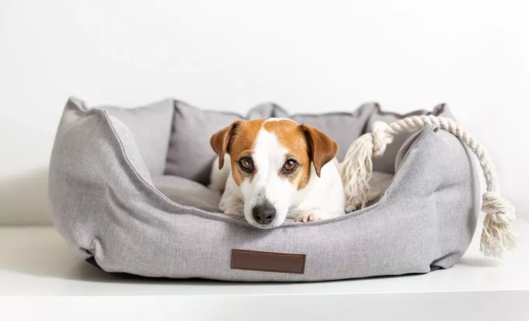 small-dog-bed-dog-accessoroes